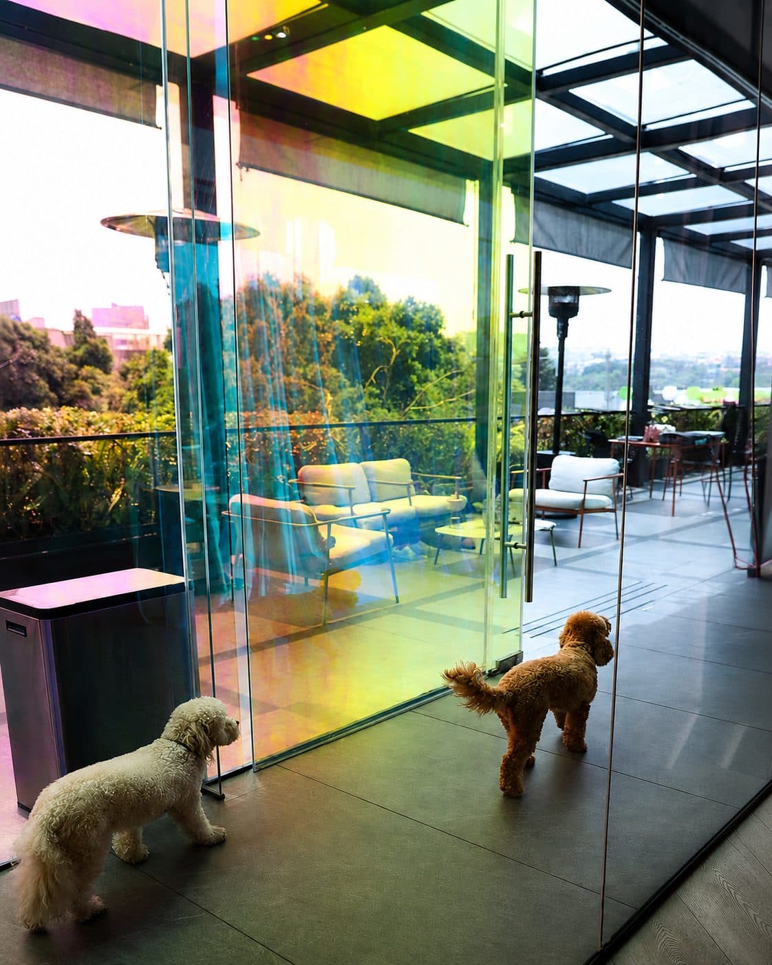 Sasha y Mily, las perritas del estudio, en la terraza de vidrio iridiscente